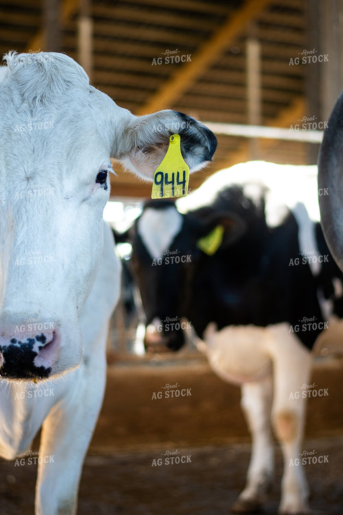 Holstein Cattle 50492