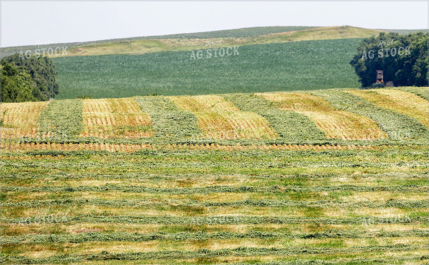 Harvesting Hay 141671