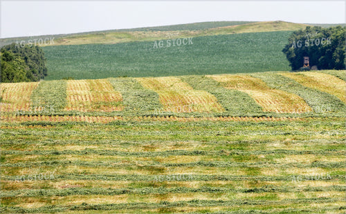 Harvesting Hay 141671