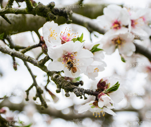 Almond Blooms 180003