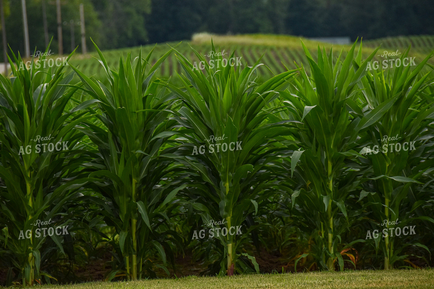 V14 Green Corn Field 84000