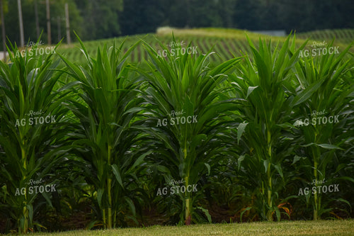 V14 Green Corn Field 84000