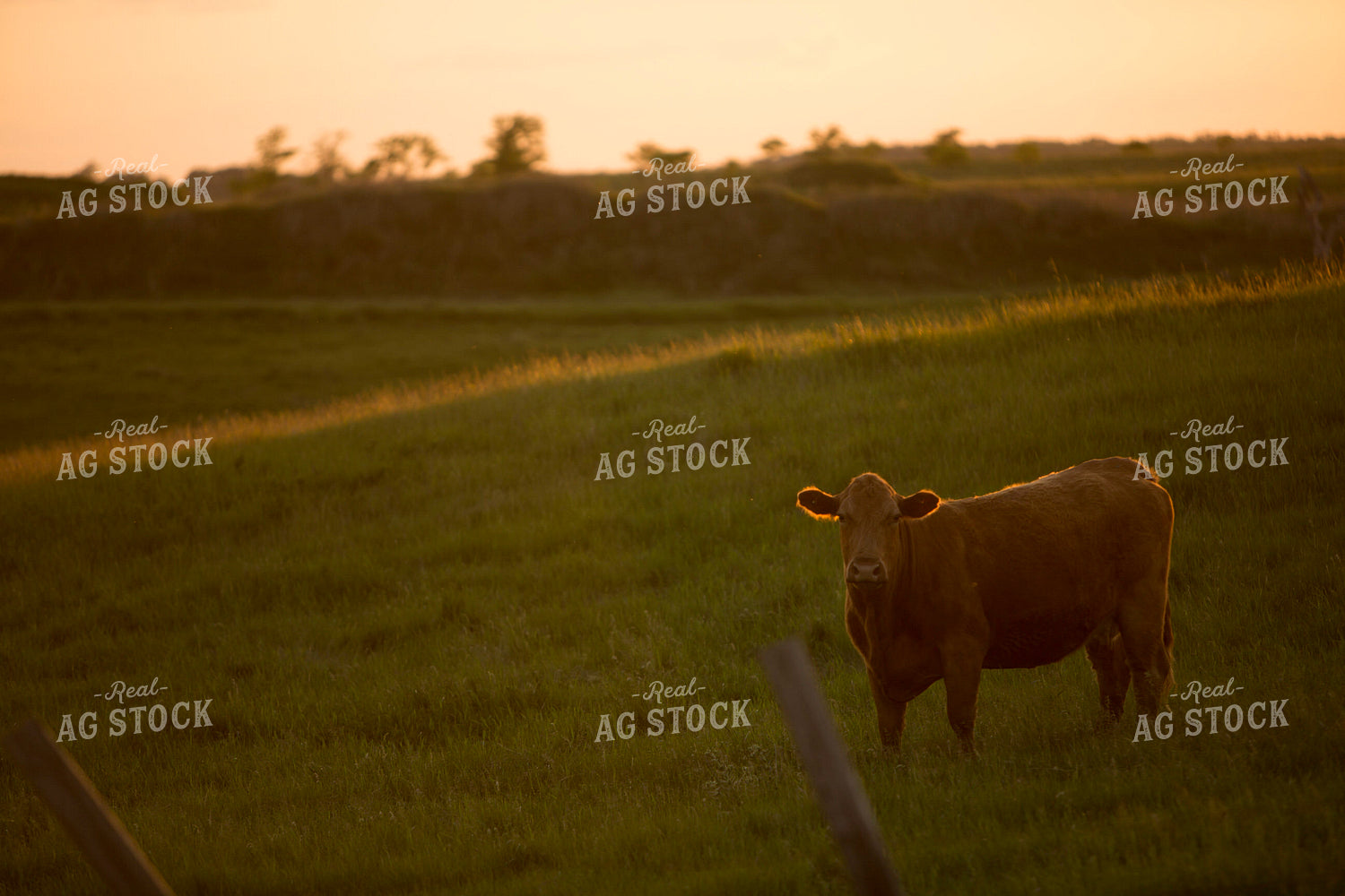 Cattle 1692