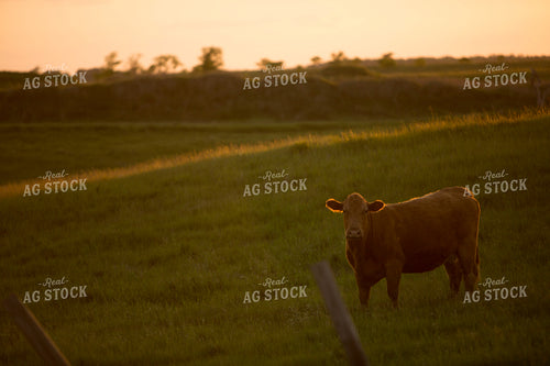Cattle 1692