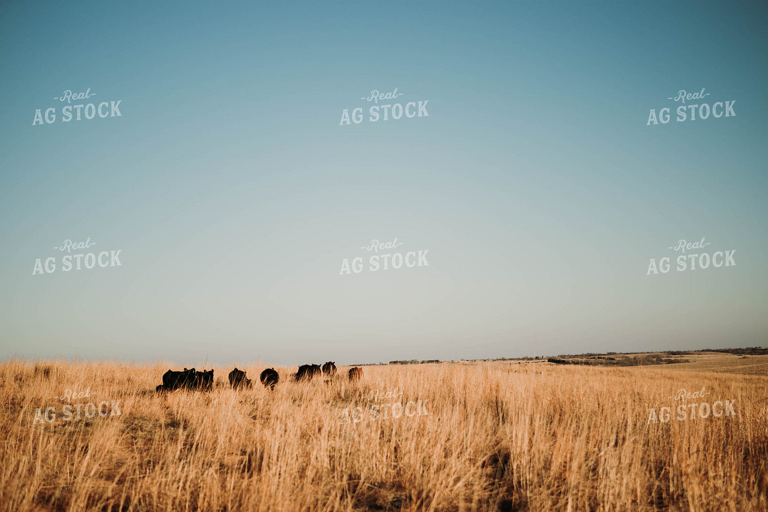 Cattle in Pasture 77215