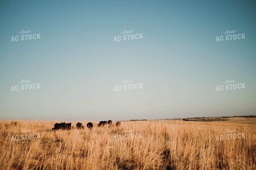 Cattle in Pasture 77215
