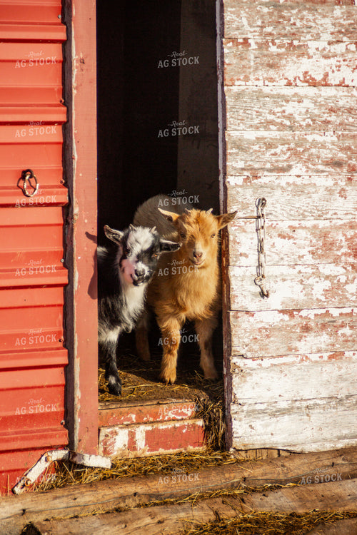 Nigerian Dwarf Goats 155154