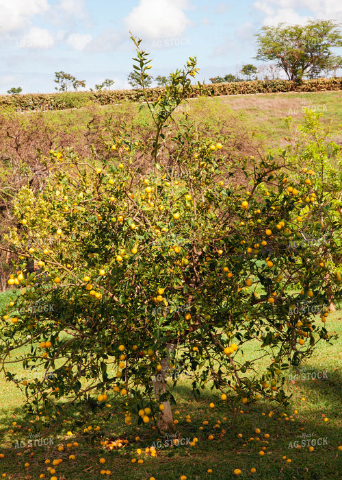 Orange Tree 132002
