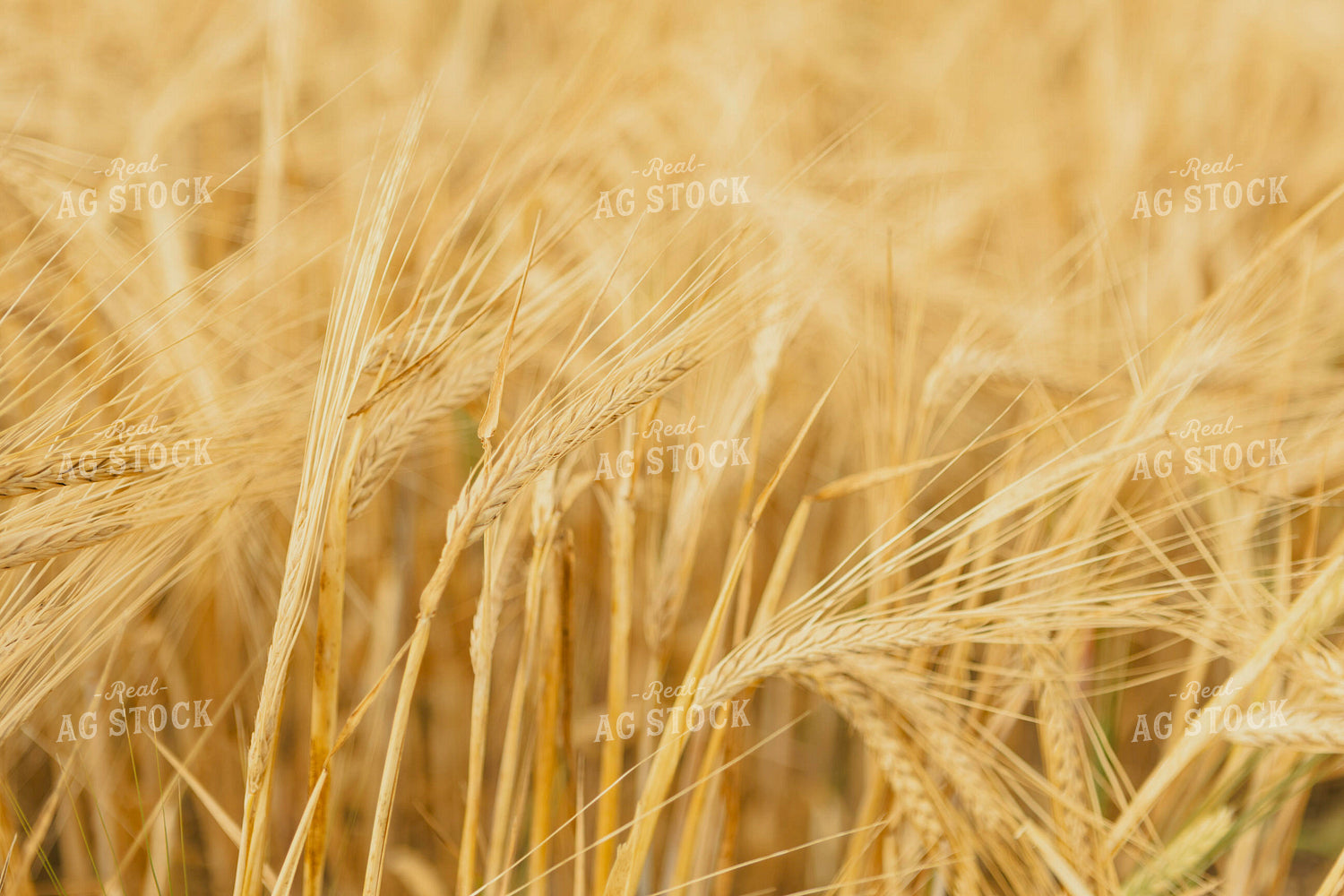 Dried Wheat Field 187246