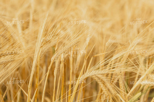 Dried Wheat Field 187246