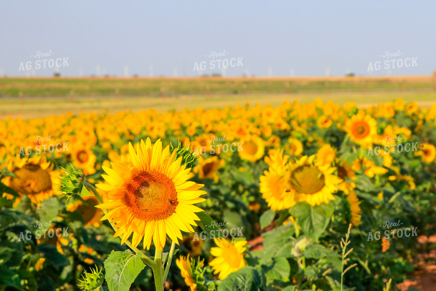 Sunflower with Bee 60032