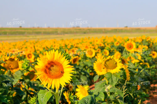 Sunflower with Bee 60032