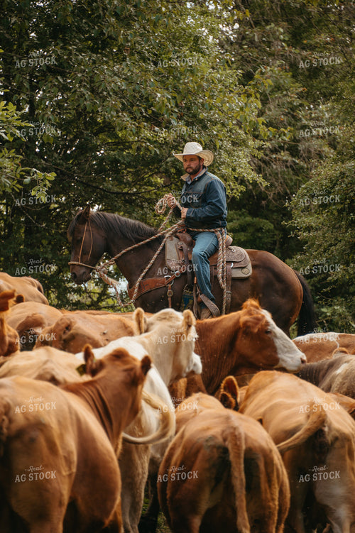 Rancher Herding Cattle on Horseback 232000