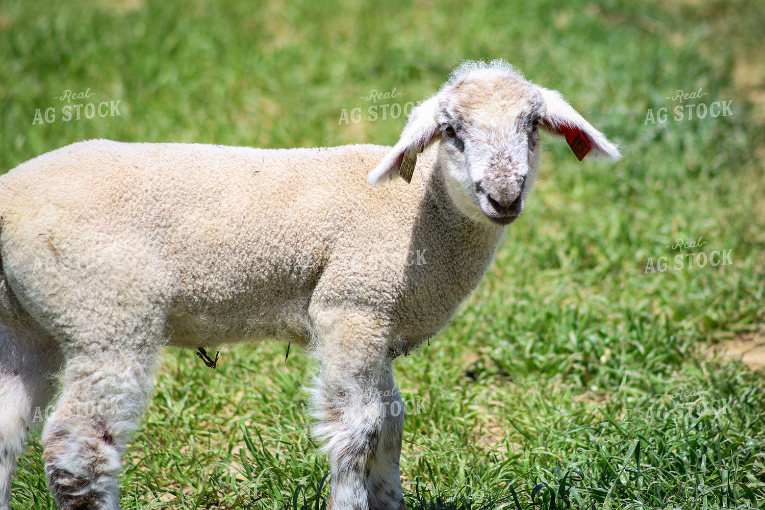 Lambs 84243