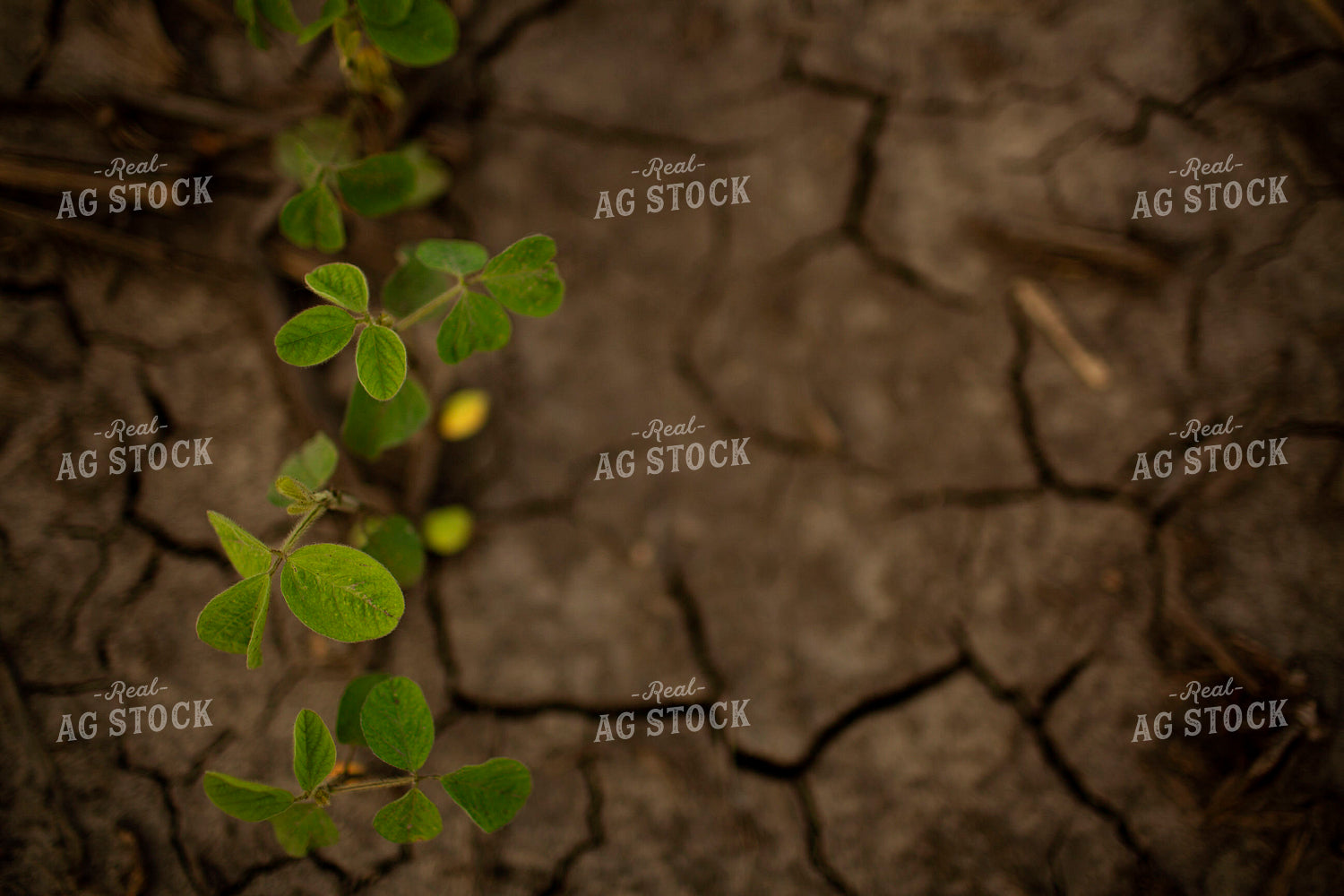 Early Growth Soybeans 6311