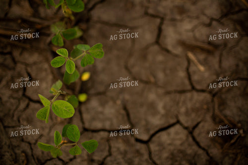 Early Growth Soybeans 6311