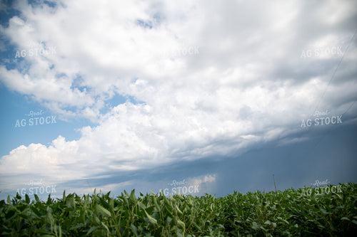 Storm Over a Corn Field 25032