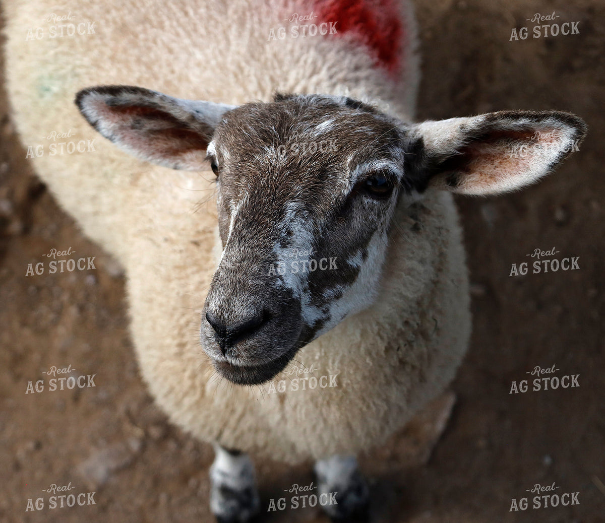 Sheep 141720