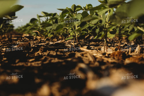Rows of Green Soybeans 4347