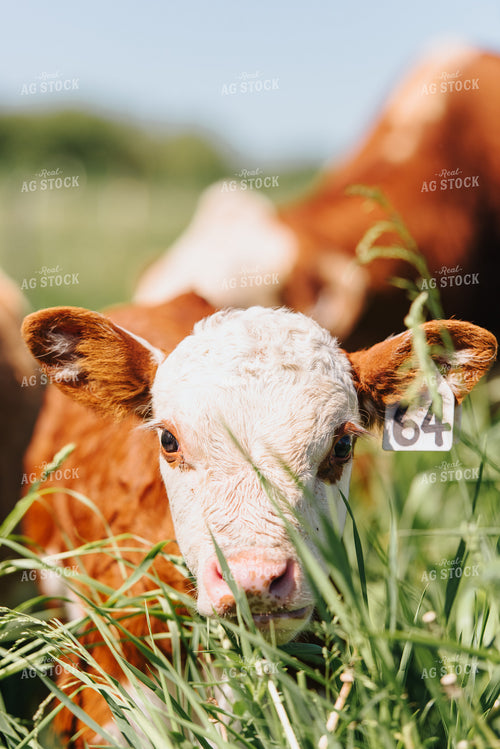 Hereford Calf in Pasture 68066