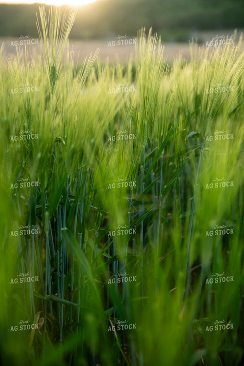 Barley Field 76584