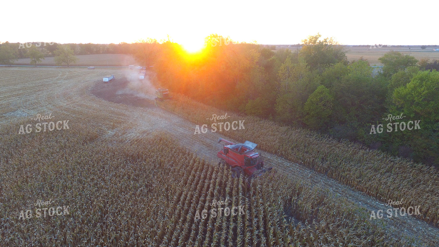 Corn Harvest 85043