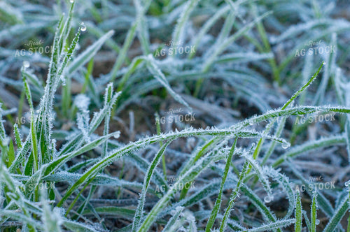 Frost on Winter Wheat 103065