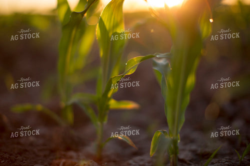 Corn - Early Growth 1081