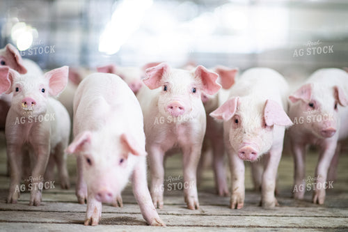 Piglets 168016