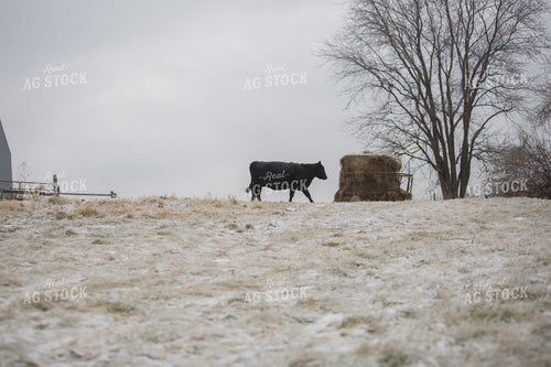 Cattle 1652
