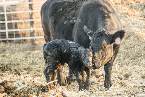 Cow Giving Birth to Calf 70123