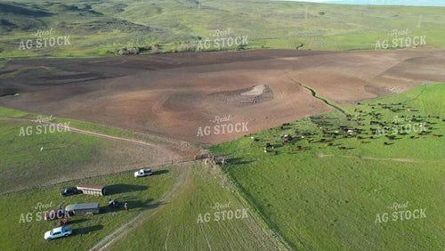 Moving Cattle on Horseback 65149