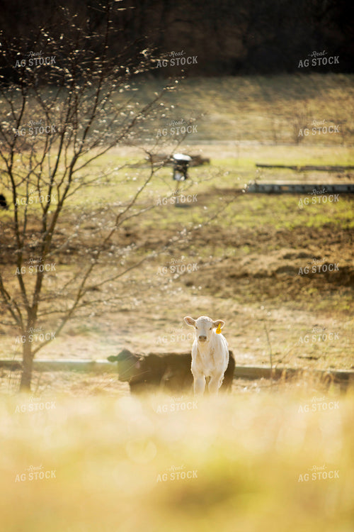 Calf - Charolais and Angus Cross 2253