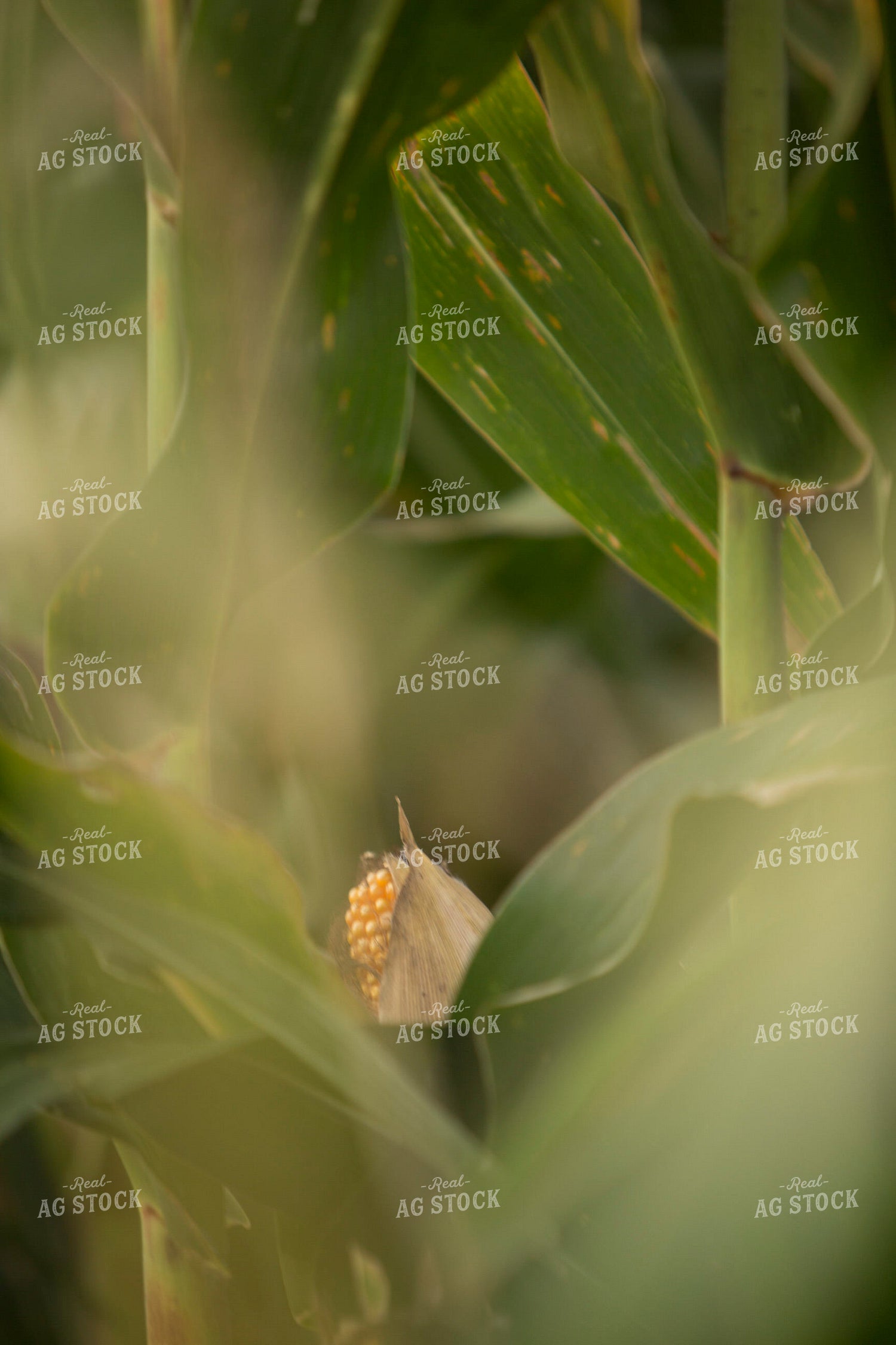 Corn - Mid-Season 1300