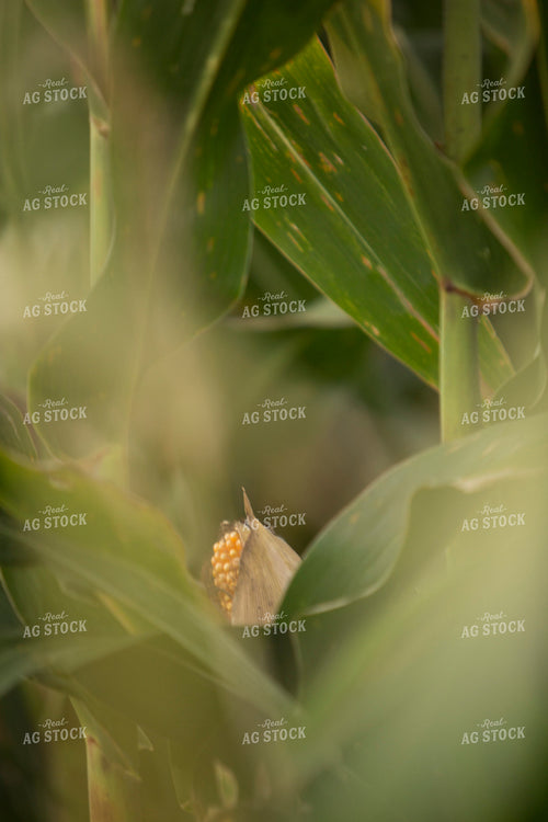 Corn - Mid-Season 1300