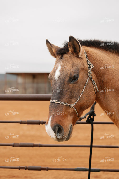 Horse Close Up 205125