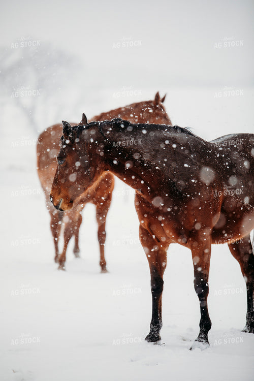 Horse in Snow 203078