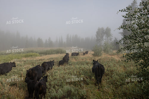 Grazing Cattle on Forest Land 304062