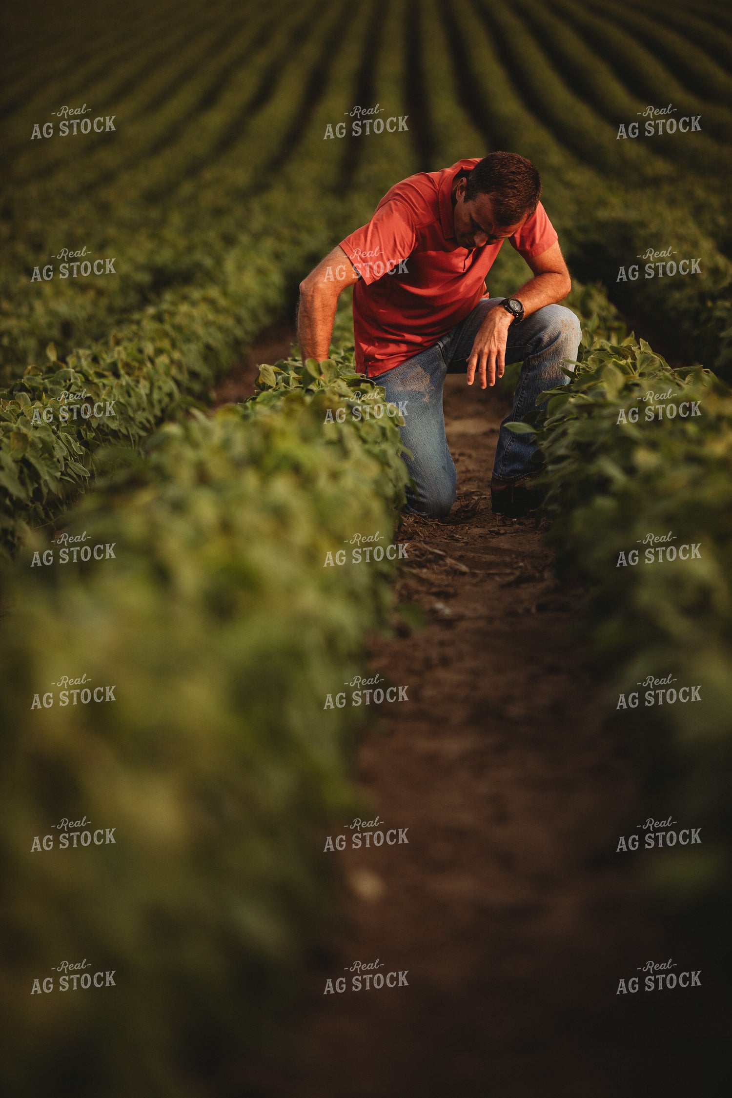 Farmer Checking Soybean Crop 4596