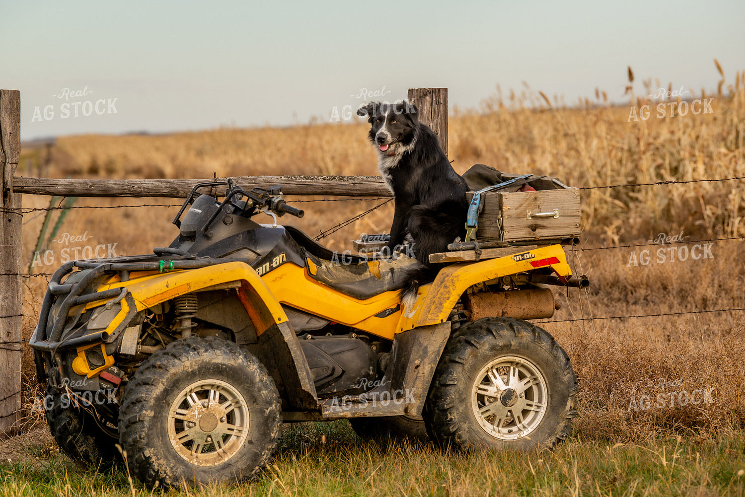 Dog on Four Wheeler 299024