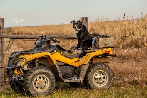 Dog on Four Wheeler 299024