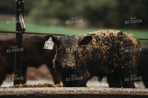 Angus Cattle in Pen 196175