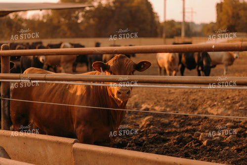 Cattle in Farmyard 108016