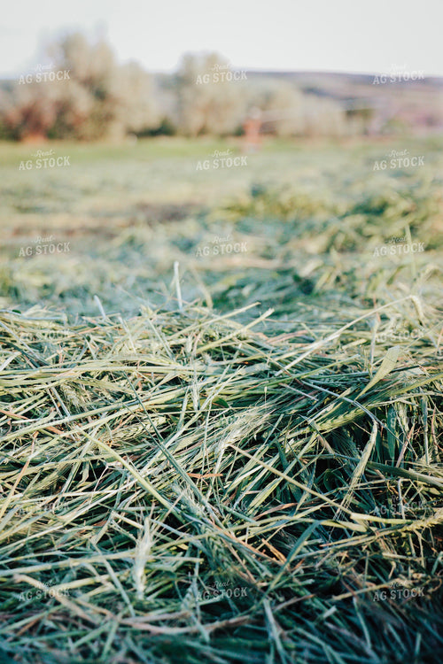 Wheat Green Chopped for Forage 83170