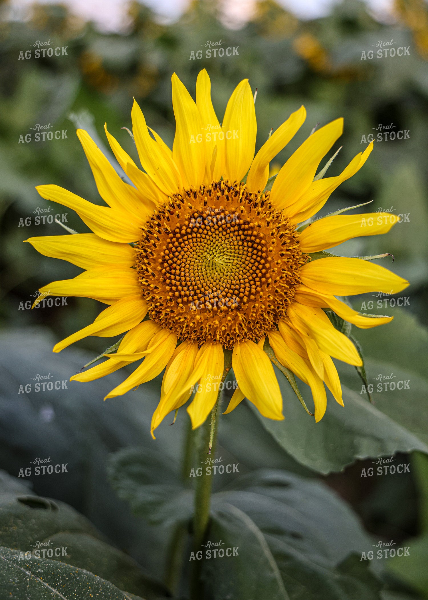 Sunflowers 160158