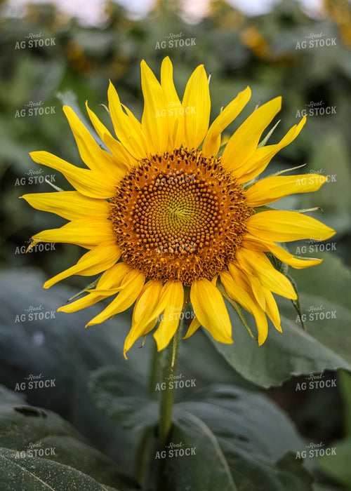 Sunflowers 160158