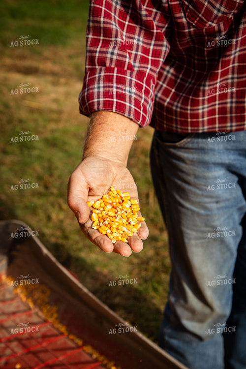 Farmer Holding Harvested Corn 268169