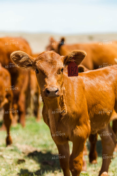 Red Angus Calf 97218