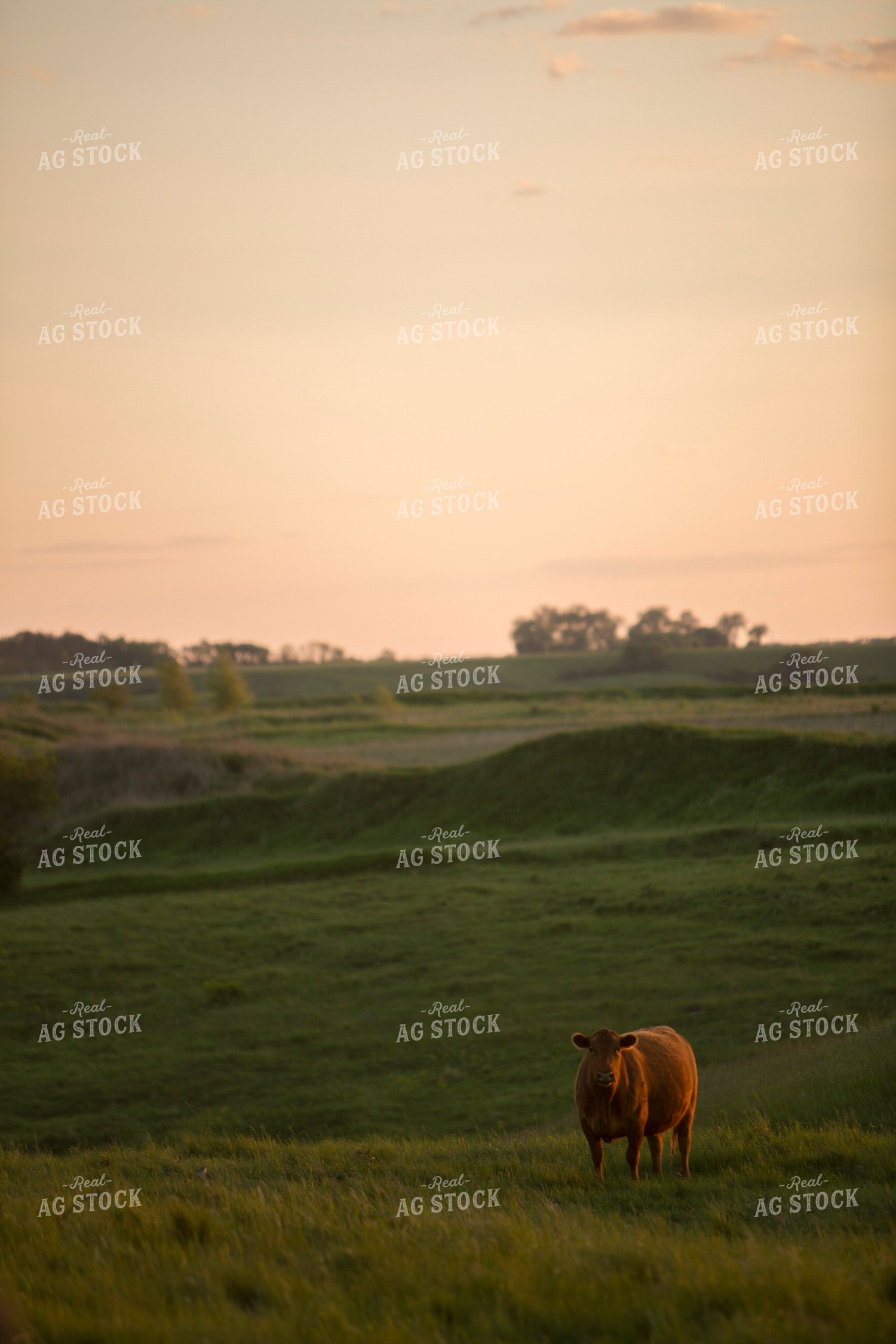 Cattle 1707