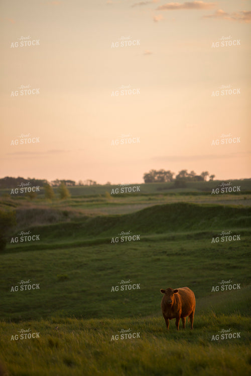 Cattle 1707